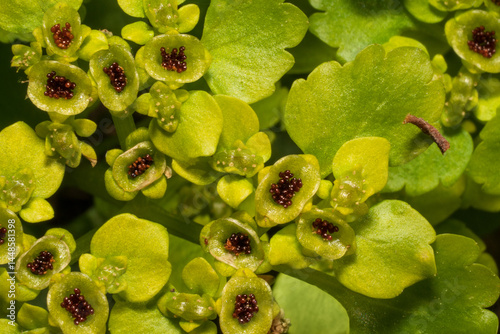 Alternate-leaved golden-saxifrage (Chrysosplenium alternifolium).Plant seeds.