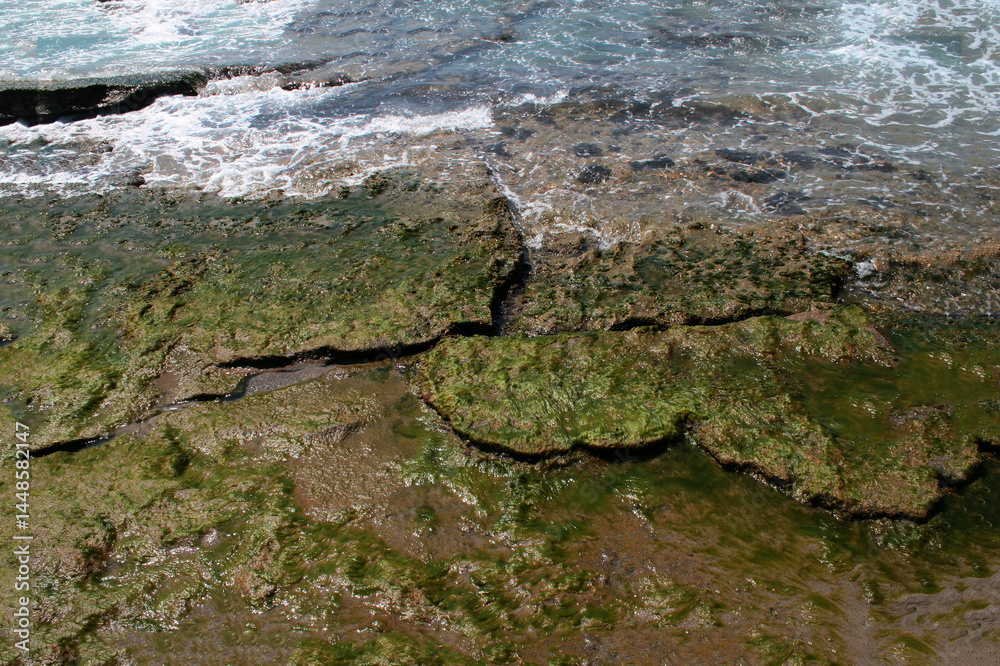 Obraz premium Rocky seashore overgrown with young algae.