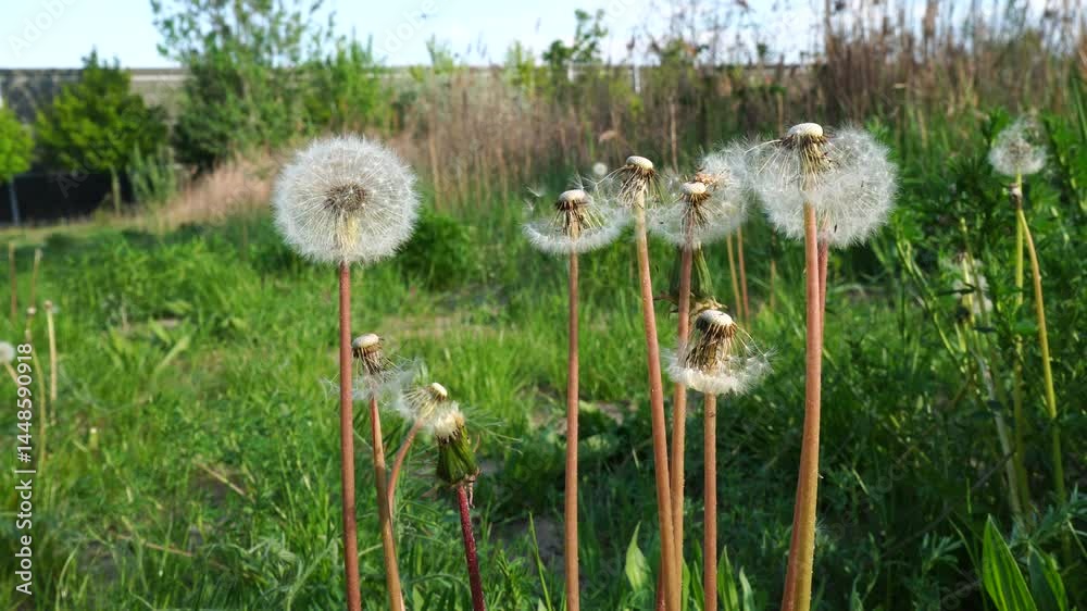 dandelions in the grass