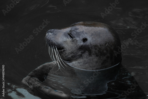 Common Seal (Phoca vitulina)