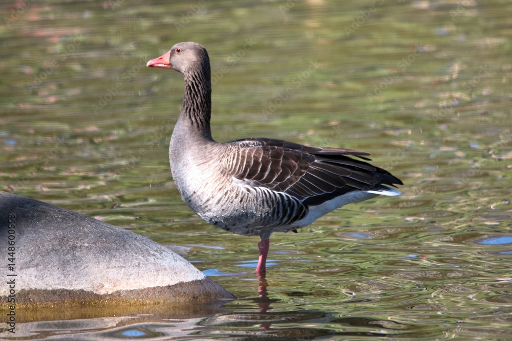 Fototapeta premium A goose stands near a rock in a city park on a bright spring day. In the background is a body of water.