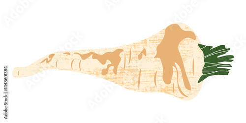 Parsnip icon. Fresh parsnip root vegetable, organic food agriculture product, healthy natural parsnips plant nutrition, cooking vegetarian ingredient. Vector isolated illustration