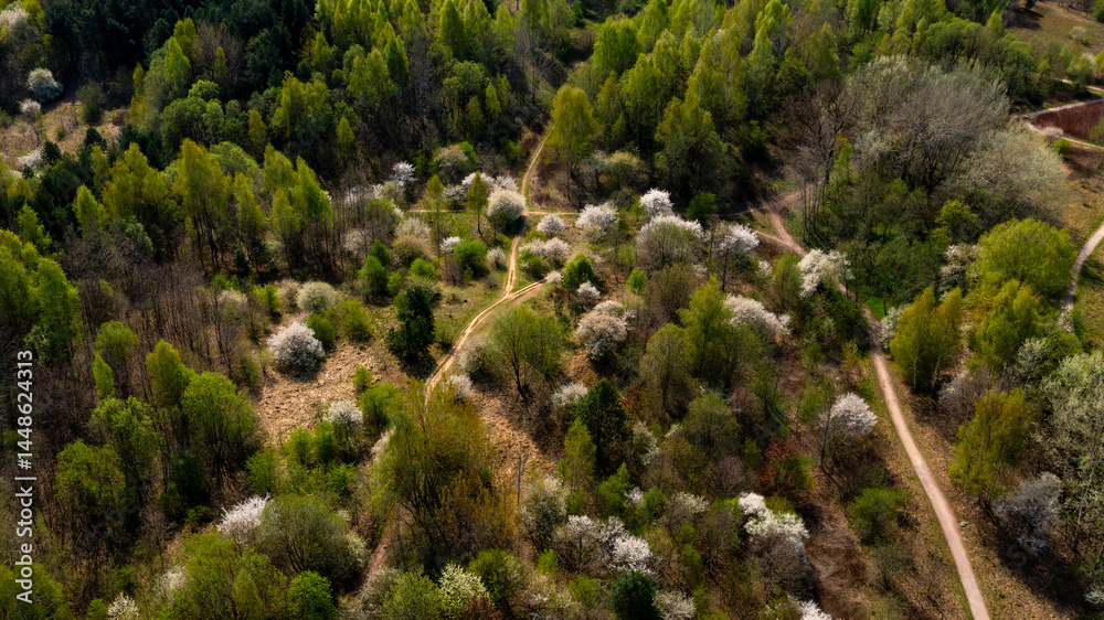 Aerial View of Blooming Forest Trail in Spring with People Walking Drone Landscape of Blossoming Trees and Green Nature Aerial View of Blooming Forest Trail in Spring with People Walking Drone Landscape of Blossoming Trees and Green Nature