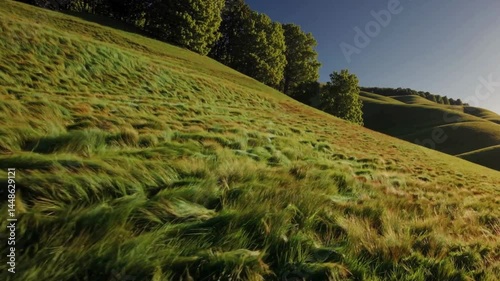 Sunlit green hills with tall grass in countryside