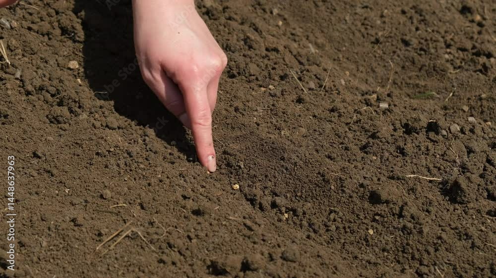 Sowing seeds, planting seedlings in the ground. Close-up of a girl's hands putting seeds in the ground.