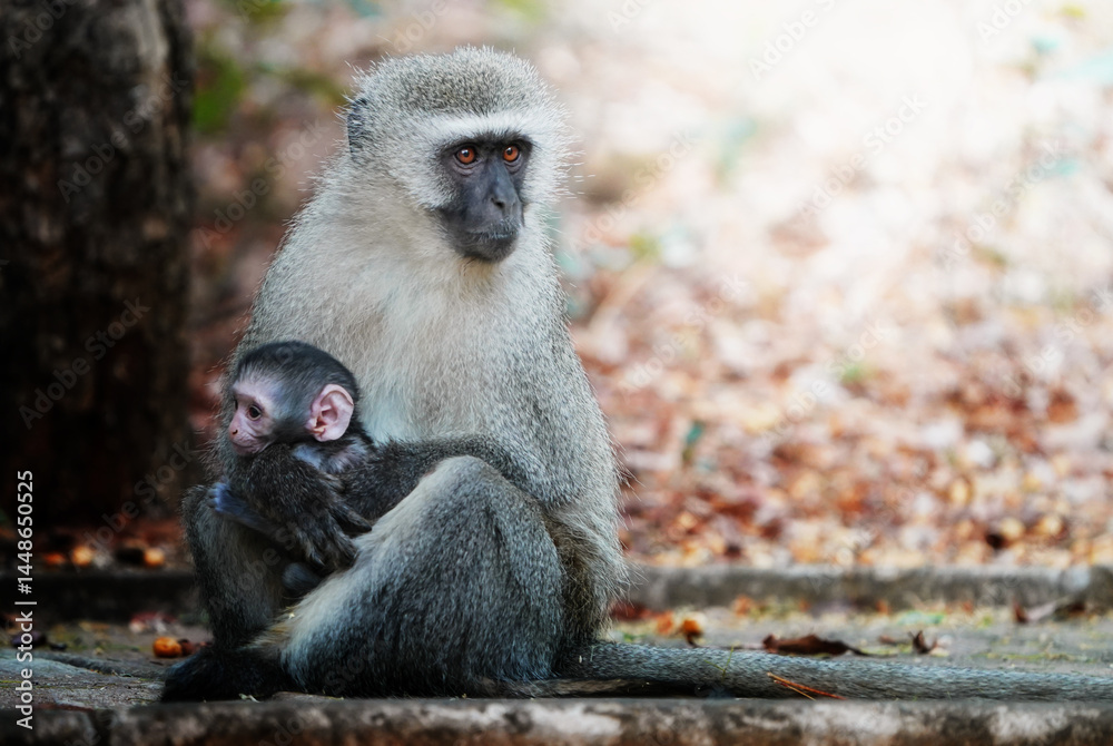 Obraz premium A vervet monkey sits sideways on a sidewalk, staring intensely at the camera with curious eyes; shallow depth of field isolates the subject in a surreal, realistic-dreamlike street scene.