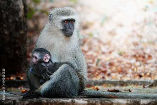 A vervet monkey sits sideways on a sidewalk, staring intensely at the camera with curious eyes; shallow depth of field isolates the subject in a surreal, realistic-dreamlike street scene.