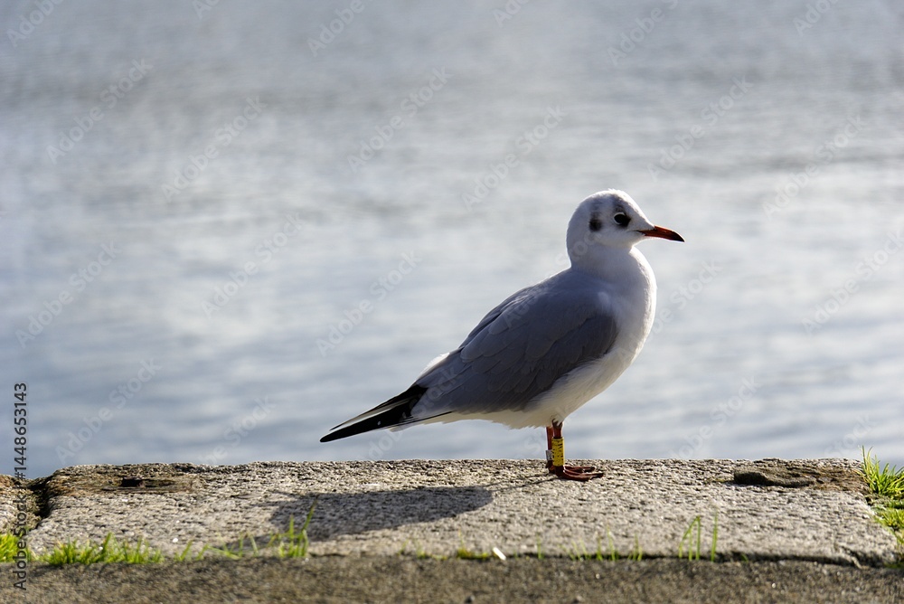 Mouette de profil.