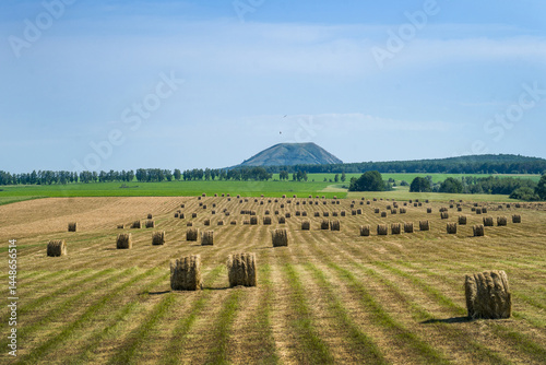 Rural landscape. Harvested hay in rows waiting to be baled. Mown hay in a field. Hay windrows in a field