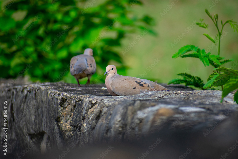 Obraz premium Pigeons