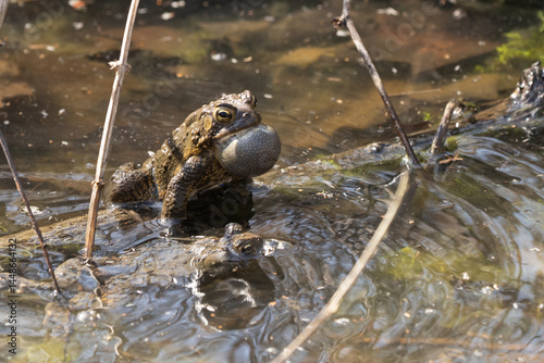 Vocal sac of Eastern American Toad