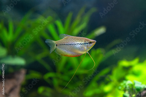 Pearl gourami (Trichopodus leerii) photo