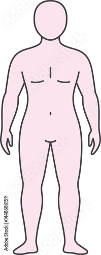Human body outline vector illustration with simple pink skin tone and minimalistic style in frontal view for anatomy education and design uses 