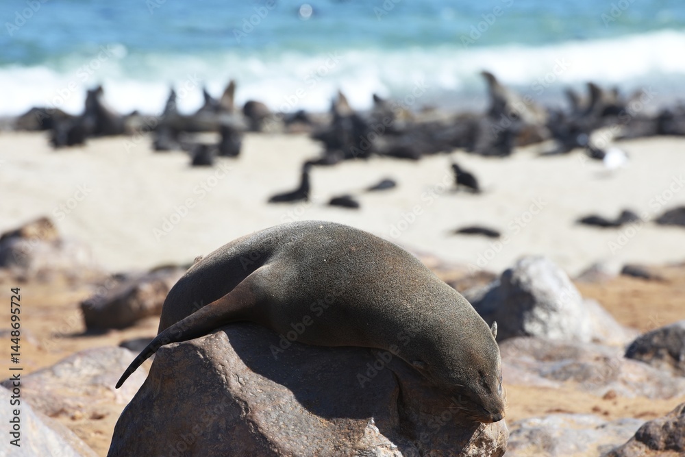 Fototapeta premium Pelzrobben (Otariidae) am Kreuzkap in Namibia