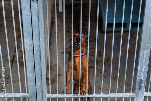 Homeless dog waiting for adoption in shelter cages. Shelter dog wait for adoption behind bars. Adopt rescue dogs. Shelter dog need love and care.