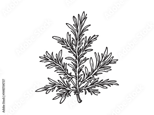 Elegant rosemary leaf line art drawing for decorative use