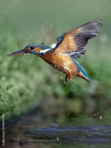 Flying Kingfisher