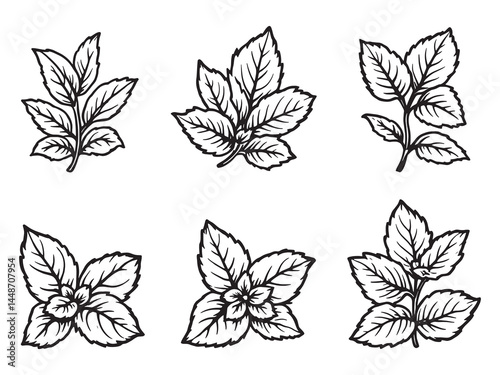 Elegant Spearmint Leaf Sketch for Graphic Design Projects
