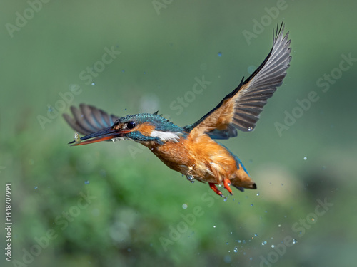 Flying Kingfisher