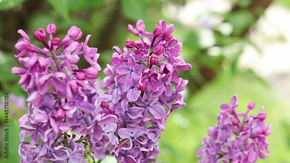 Pink-violet lilac bush bloom. Spring or summer background. Beautiful lilac bloom close-up. Natural background. Bright colorful flowers. Lilac bloom in a garden or park Pink-violet lilac bush bloom. Spring or summer background. Beautiful lilac bloom close-up. Natural background. Bright colorful flowers. Lilac bloom in a garden or park