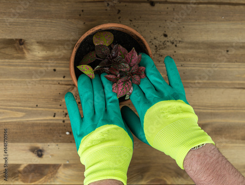 Repotting a houseplant into a new flowerpot. Gloved male hands dipping homemade turmeric into a bowl
