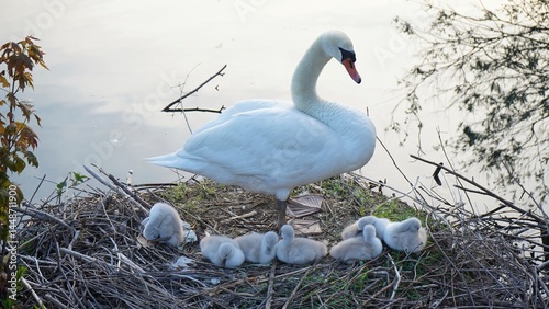 Fototapeta Naklejka Na Ścianę i Meble -  Mute swan mother and cygnets on nest