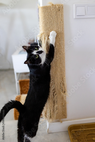 Cat scratching a scratching post on the wall in a bright room