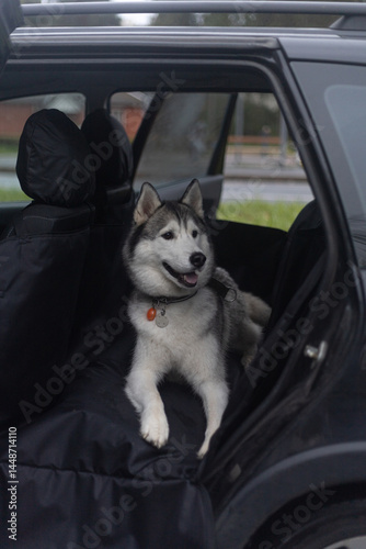 White dog in the passenger seat of a car.