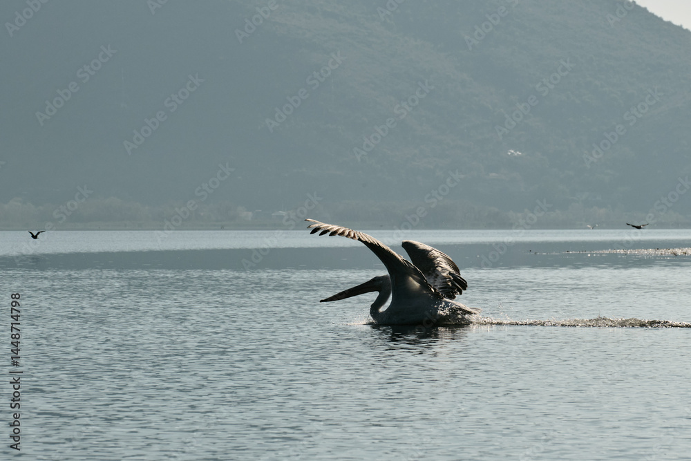 Fototapeta premium Dalmatian pelican lifting off from the surface of Lake Skadar, wings wide open against a backdrop of misty green mountains in early morning light.