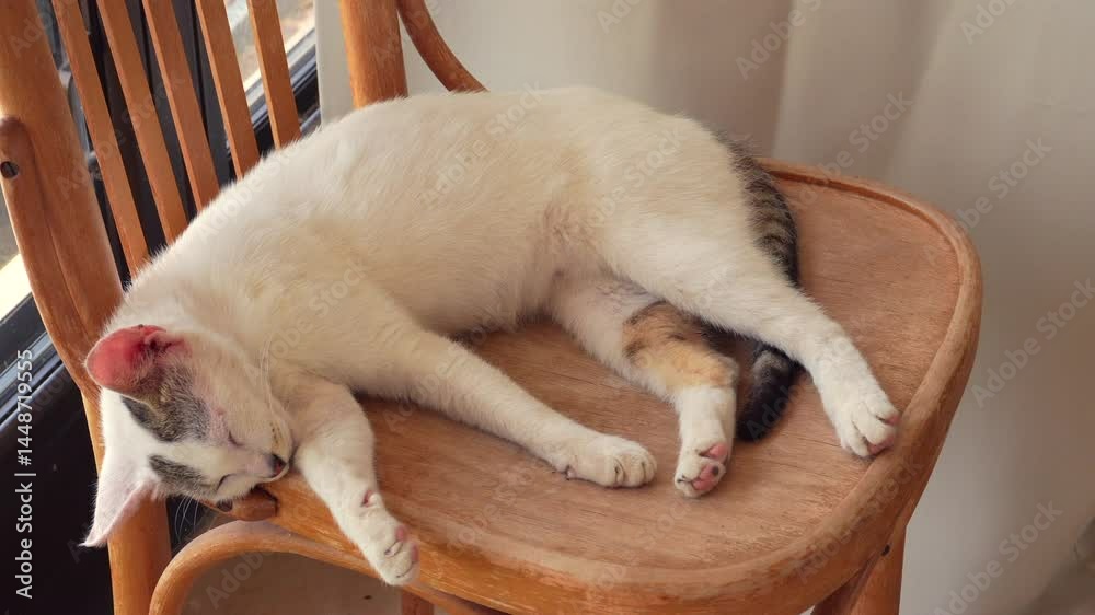 un gato descansando relajado sobre una silla al interior de una casa durmiendo contento animales domesticos gato o felino adorable y tierno