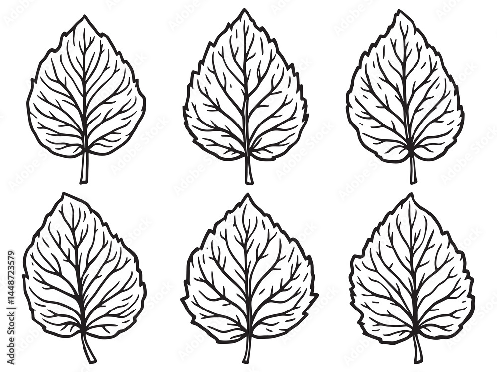 Fototapeta premium Fine Line Dogwood Leaf Illustration for Botanical Art Projects