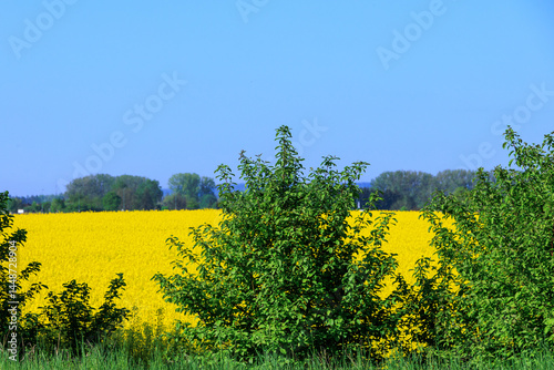 Blooming rapeseed field in spring, Brassica napus in full flower..