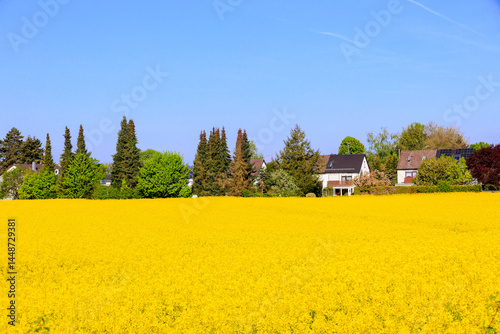 Blooming rapeseed field in spring, Brassica napus in full flower..