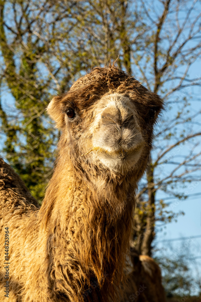 Fototapeta premium A tired camel is resting one evening