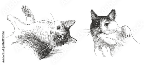 Two cute well-fed domestic cats, realistic hand drawn vector illustration isolated on white