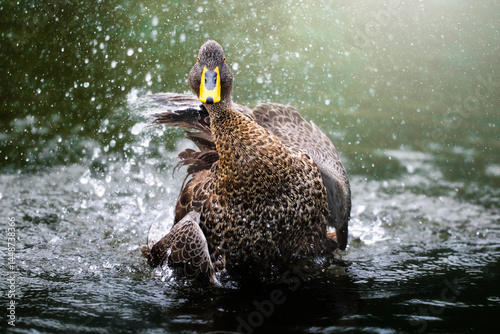 An Egyptian goose splashes in shallow water while cleaning itself; dramatic motion blur and shallow depth of field highlight the lively moment, enhanced by surreal post-processing for dreamlike realis
