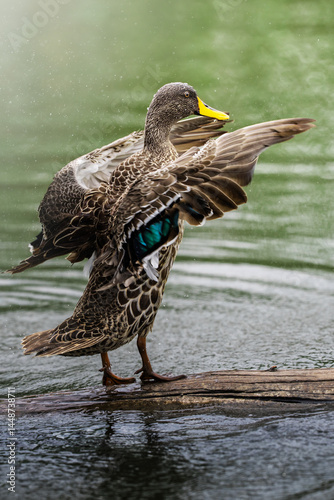 An Egyptian goose splashes in shallow water while cleaning itself; dramatic motion blur and shallow depth of field highlight the lively moment, enhanced by surreal post-processing for dreamlike realis