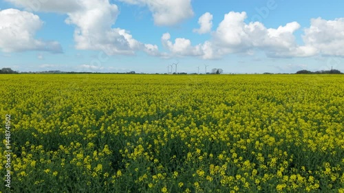 Drone view of a yellow canola field