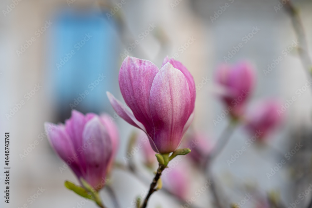 Blooming magnolia branch with pink and purple flowers, spring close-up