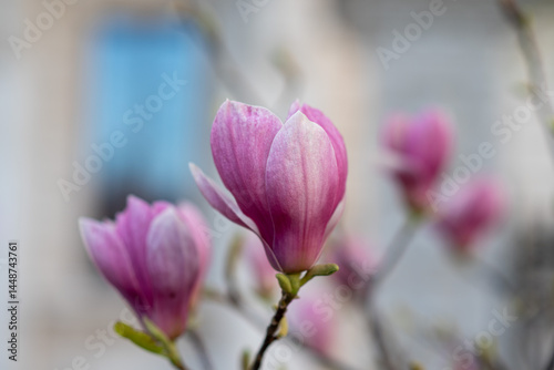 Obraz na płótnie Blooming magnolia branch with pink and purple flowers, spring close-up w salonie