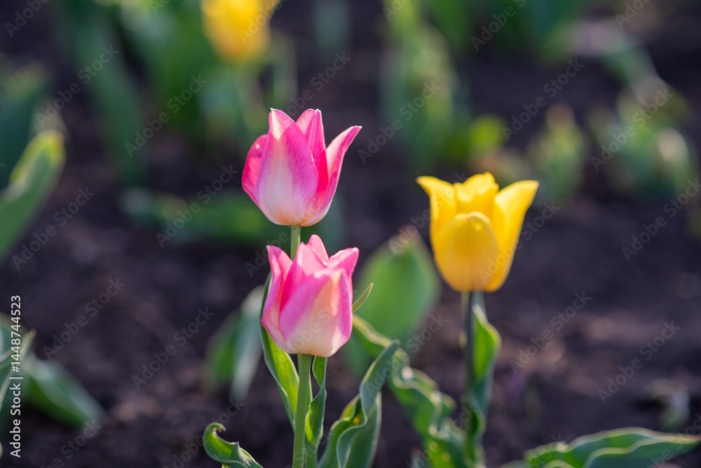 Two red tulips and one yellow blooming in spring garden