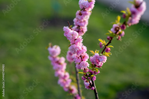 Spring Blossoming Branches with Pink Flowers on Soft Blurred Background 