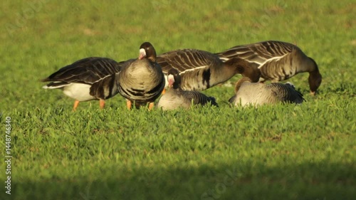 A large flock of geese grazing on a green field, with the image slightly distorted by hot swirling air, creating a shimmering effect.