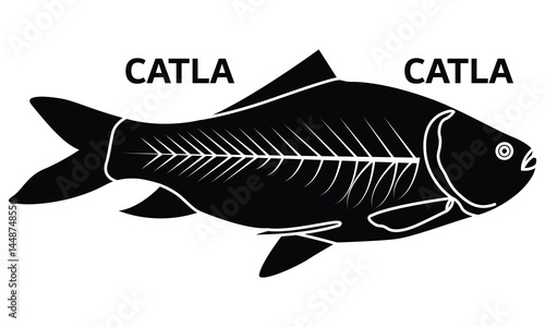  Asian Carp Catla Fish Illustration Vector catla catla silhouette outline pin