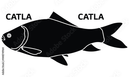   Asian Carp Catla Fish Illustration Vector catla catla silhouette outline.