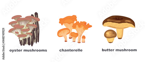 Oyster, chanterelle, butter  mushrooms on a white background. Wild forest mushrooms with text names. Edible gifts of nature. Vector botanical designs set for use in card, banner. Cartoon illustration.