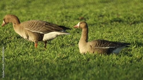 A large flock of geese grazing on a green field, with the image slightly distorted by hot swirling air, creating a shimmering effect.