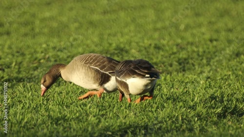 A large flock of geese grazing on a green field, with the image slightly distorted by hot swirling air, creating a shimmering effect.