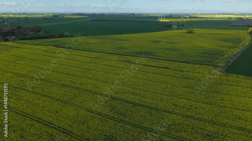 Drone view of a yellow canola field