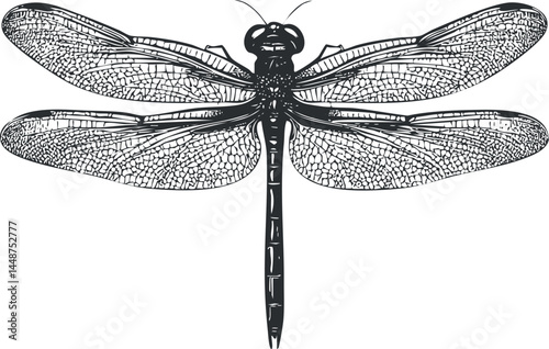 Detailed black and white vector illustration of a dragonfly with delicate wings and segmented body